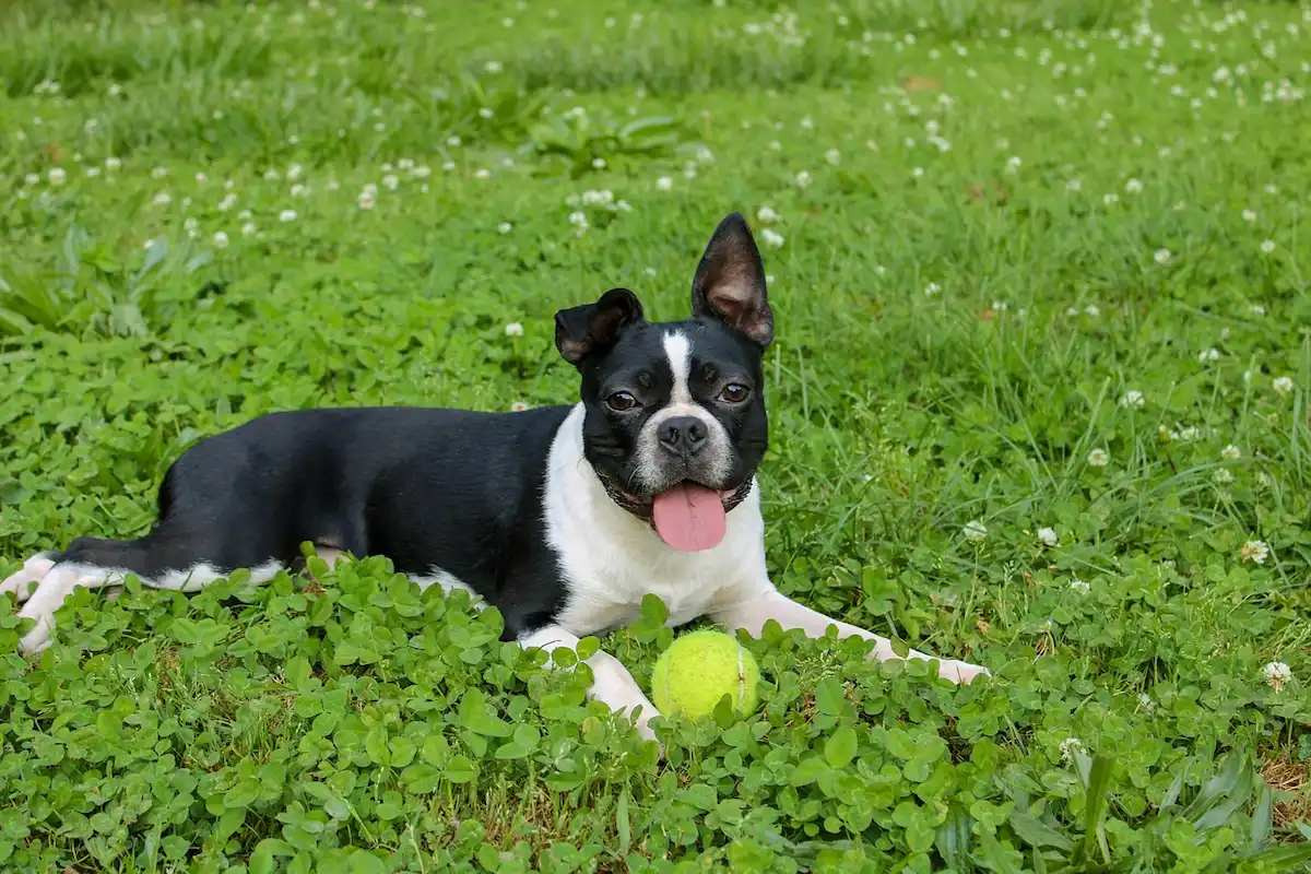 boston terrier