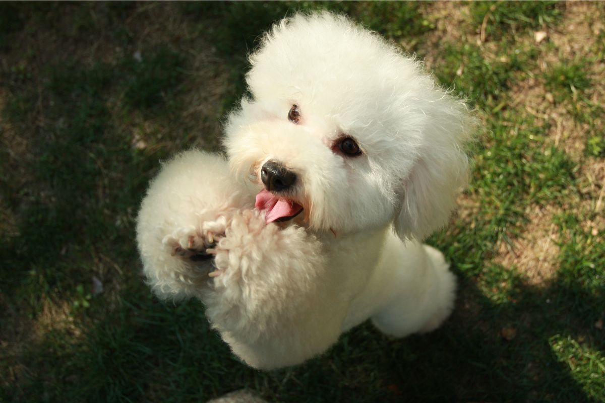 Poodle, uma das raças de cachorro mais longevas do mundo.