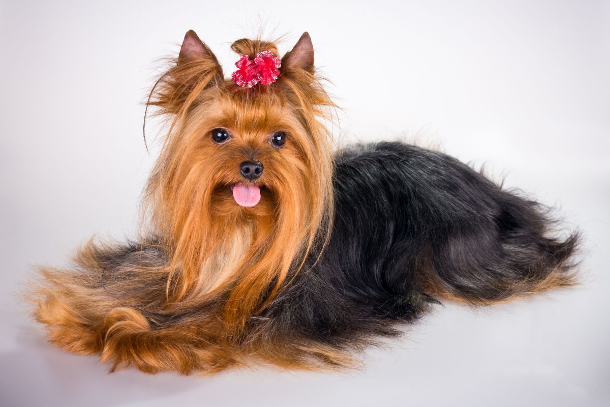 Raça Yorkshire Terrier