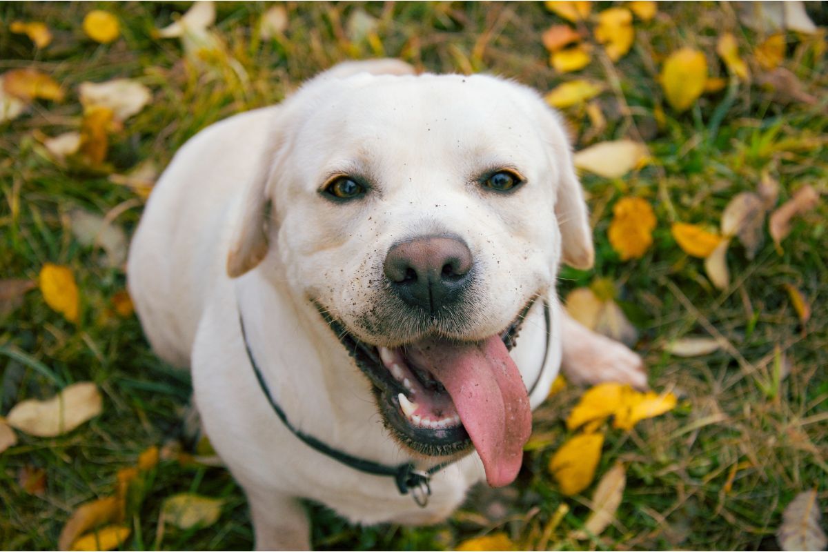 Labrador, um dos destaques entre as raças de cachorro mais longevas