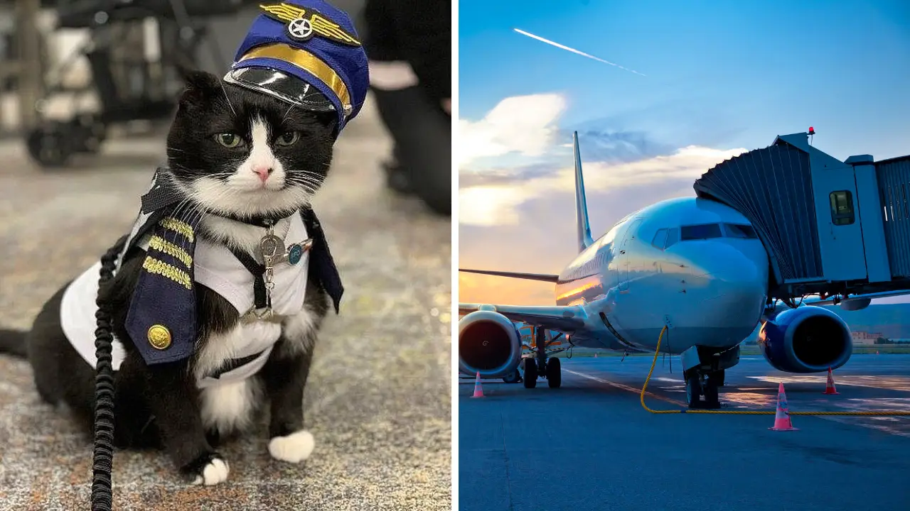 Duke, el gato terapéutico que calma a los viajeros ansiosos
