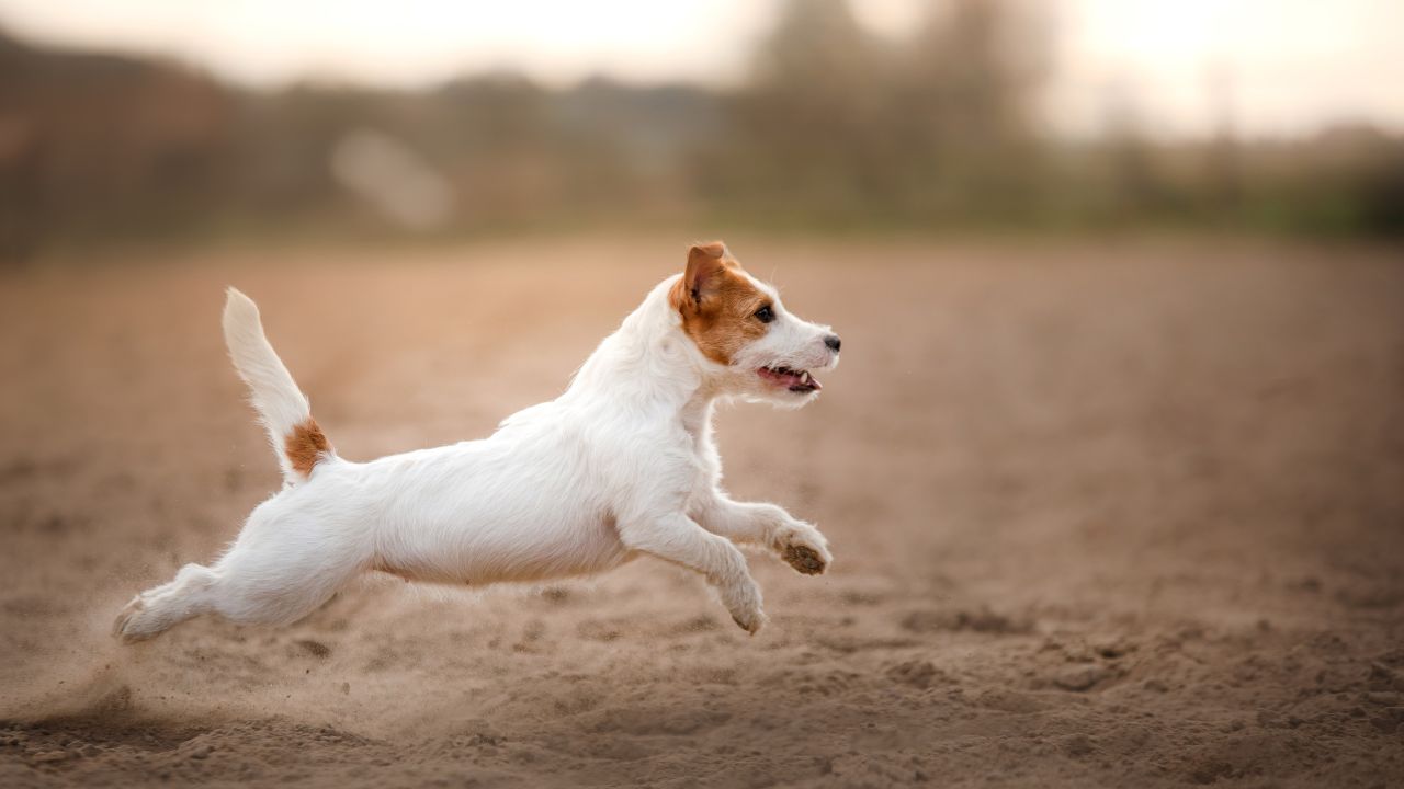 These are the five dog breeds with the most energy
