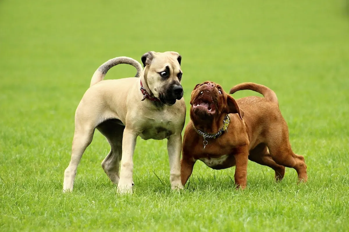 Boerboel